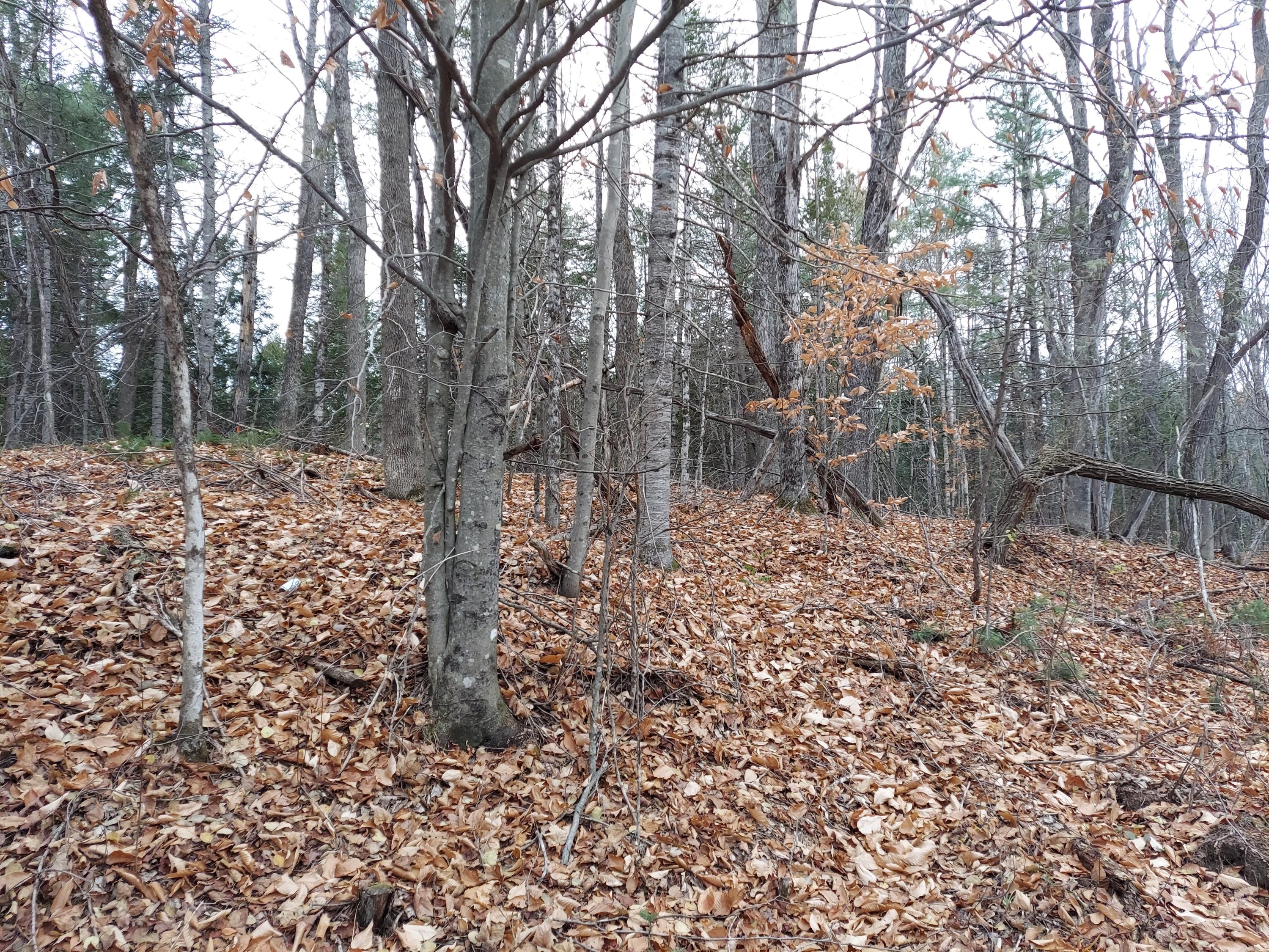 Tbd Muddy Brook Road New Sharon, ME 04955 - Photo 4 of 7 20201027_164348