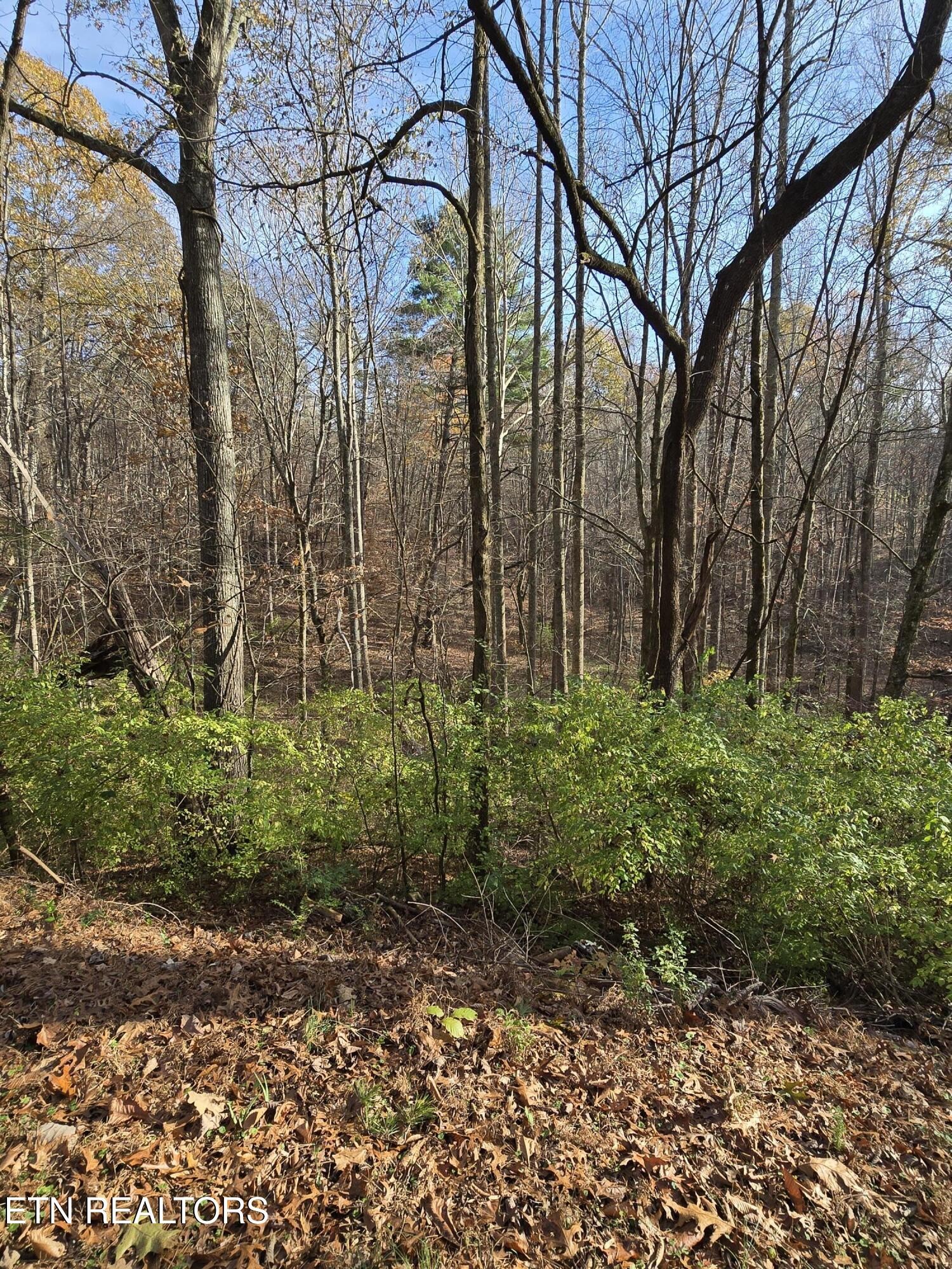 238 Norman Road Powell, TN 37849 - Photo 7 of 8 Gallery Image 7