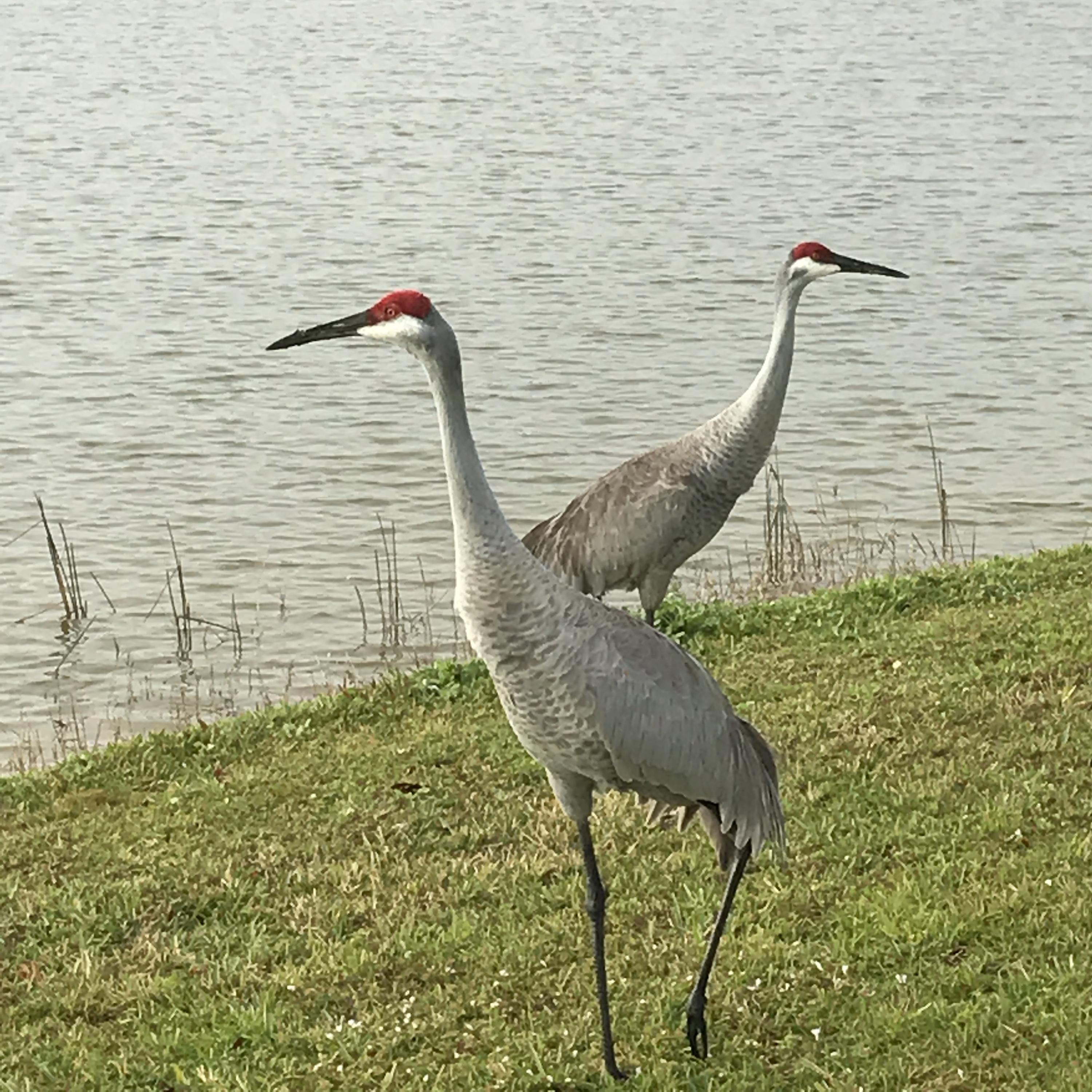 8933 Southwest Chevy Circle Stuart, FL 34997 - Photo 41 of 43 sandhill cranes