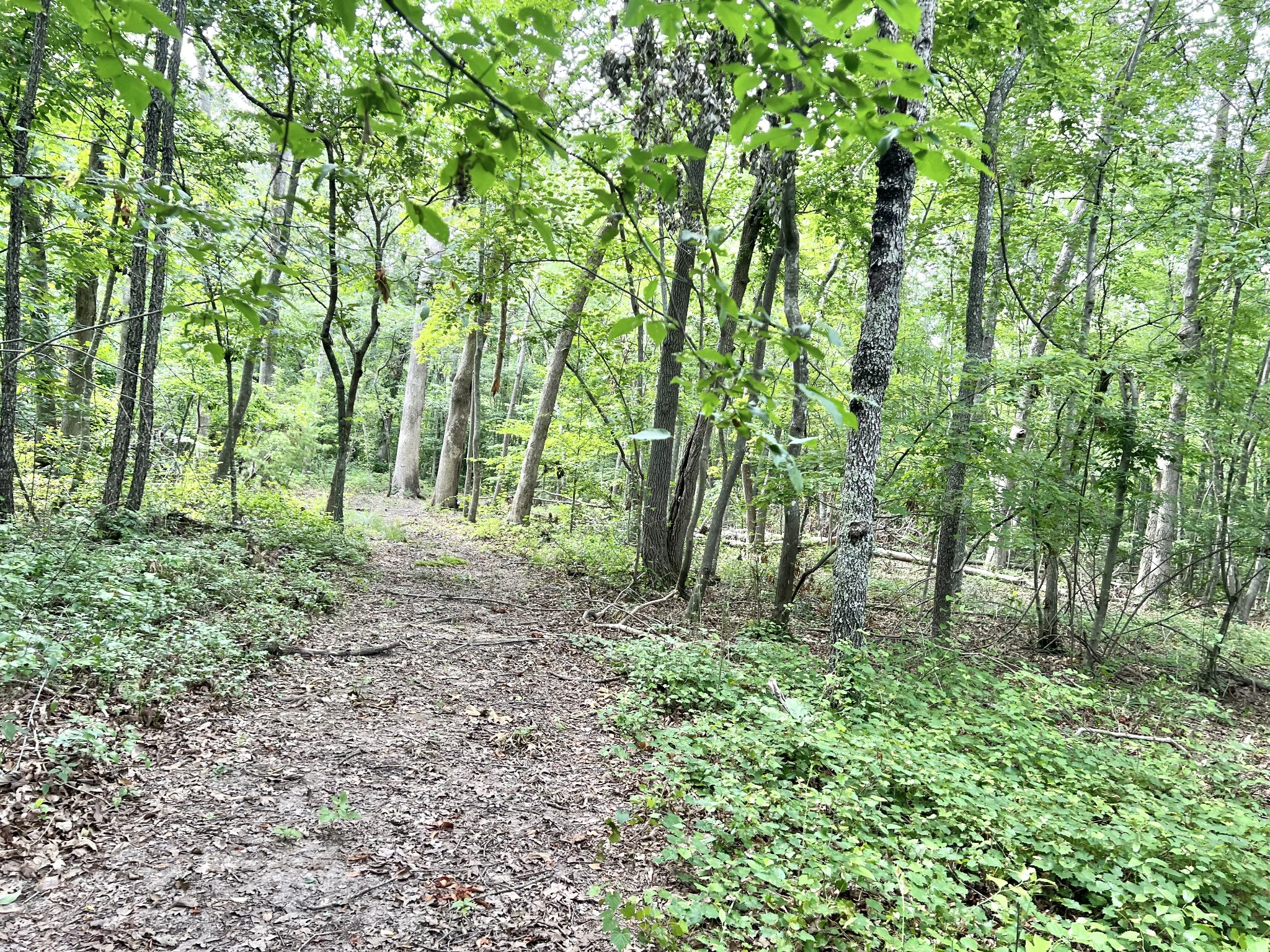 795 Cat Creek Road Manchester, TN 37355 - Photo 54 of 58 a big yard with lots of green space and deers