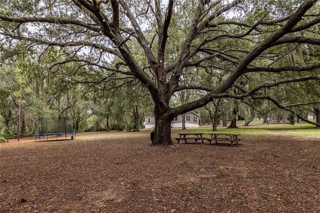 10135 North Em En El Grove Road Leesburg, FL 34788 - Photo 8 of 54 a view of outdoor space with tree