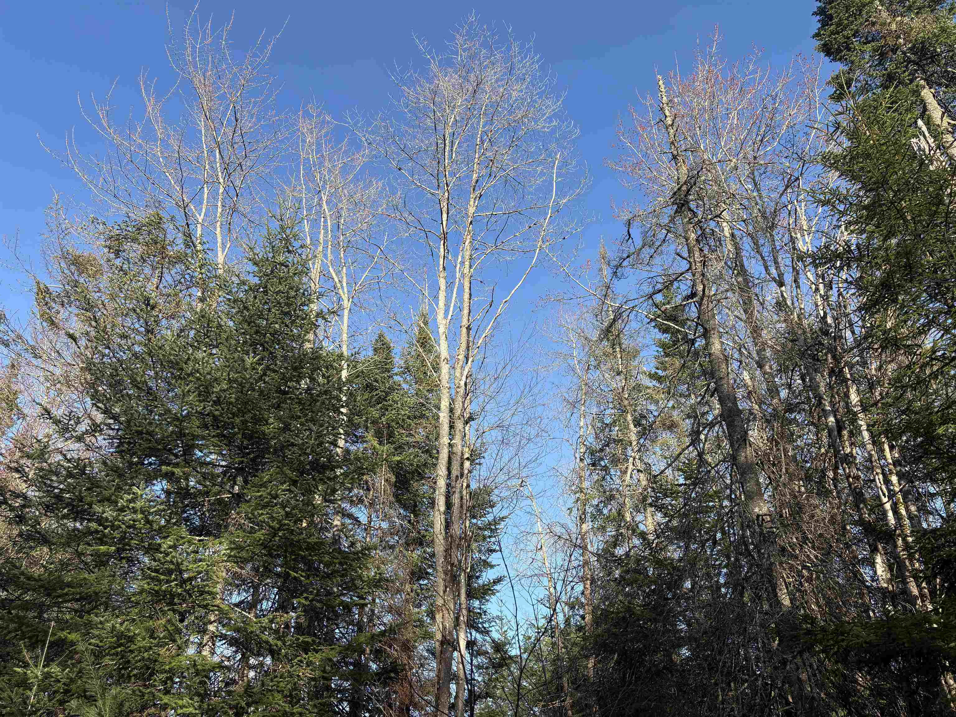 208 Drake Pl Road Sheffield, VT 05866 - Photo 20 of 27
