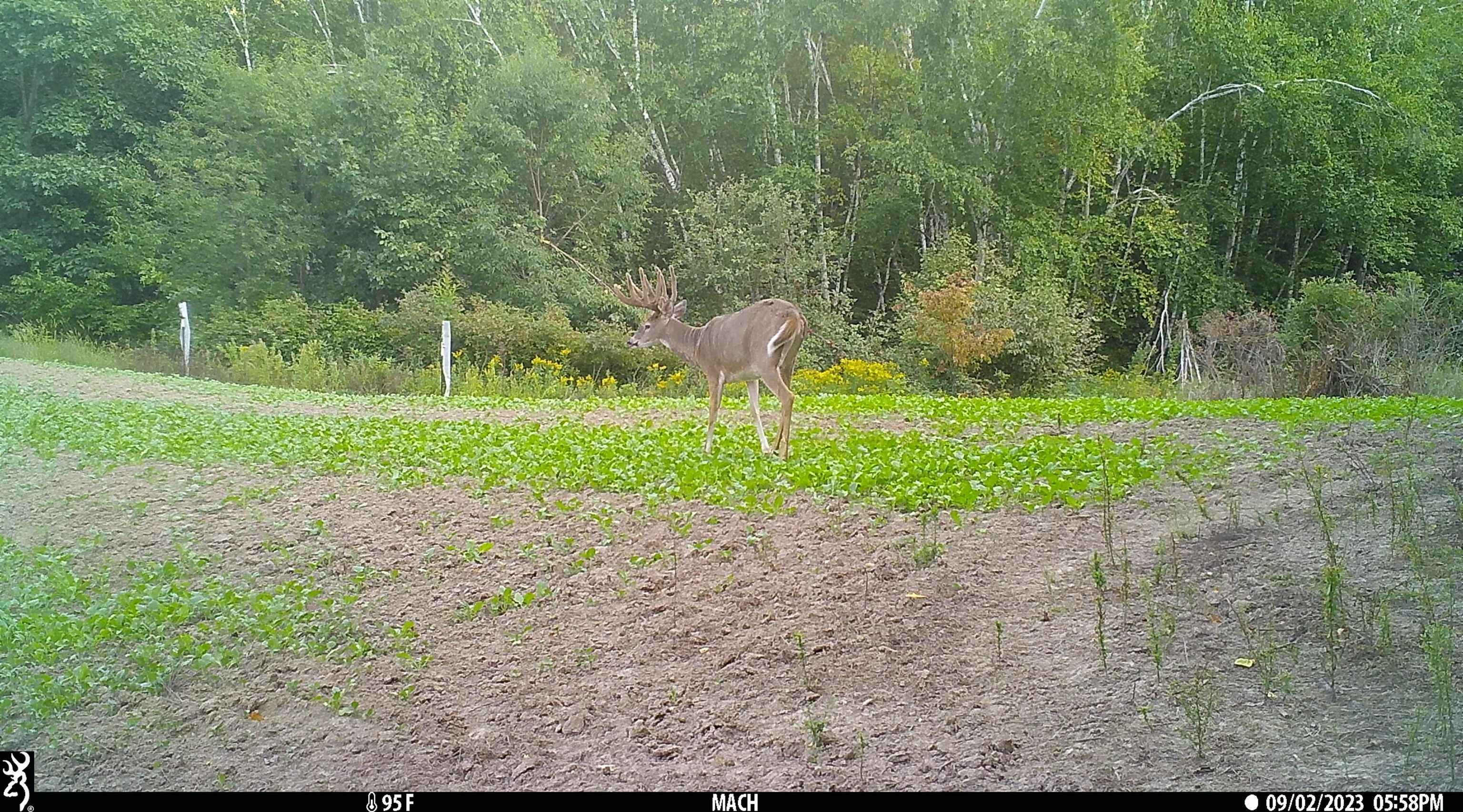 0 Pierce Road Hixton, WI 54635 - Photo 70 of 90 Gallery Image 70