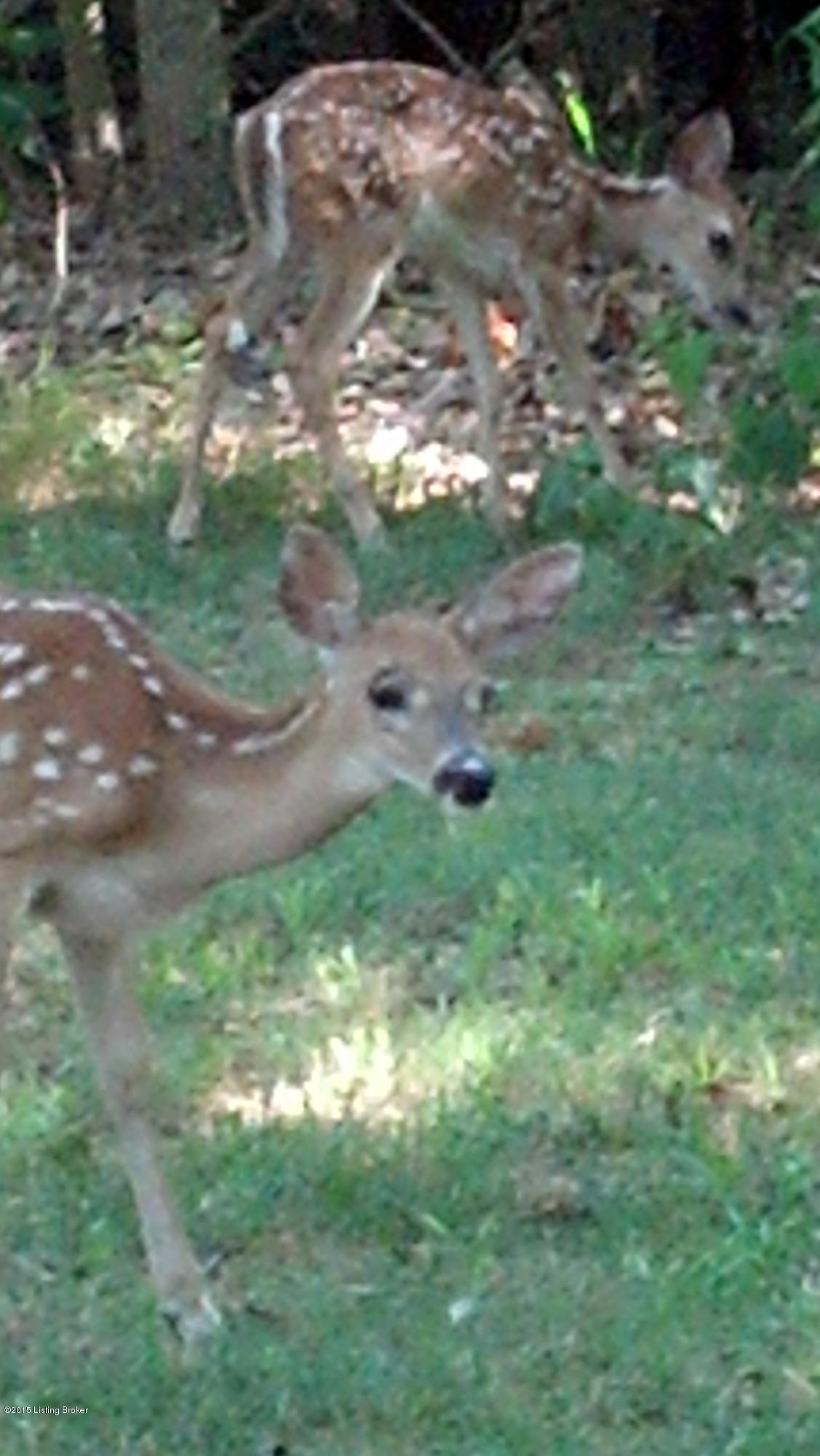 437 Long Needle Road Brandenburg, KY 40108 - Photo 28 of 37 Deer
