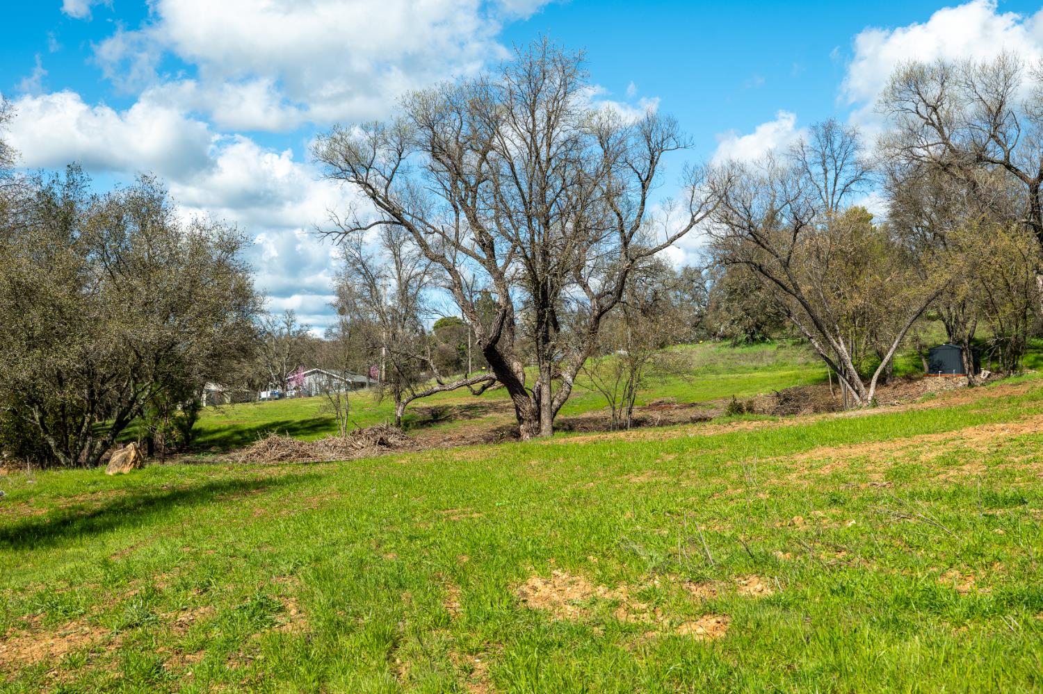 10925 Joeger Road Auburn, CA 95602 - Photo 15 of 24 a view of backyard with tree