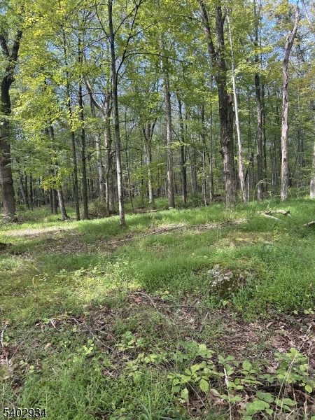 0 Mt Salem Road Sussex, NJ 07461 - Photo 8 of 16 a big yard with lots of green space and trees