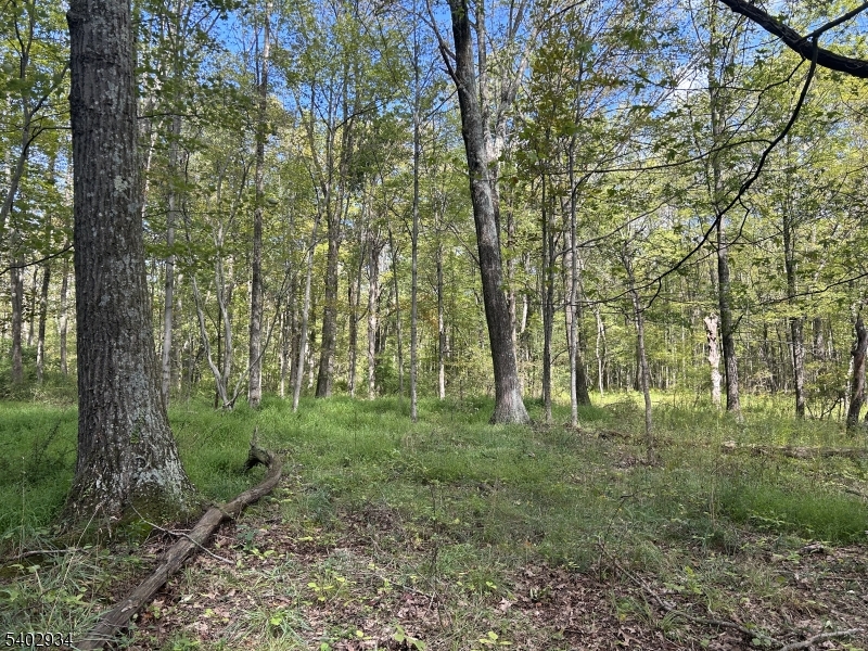 0 Mt Salem Road Sussex, NJ 07461 - Photo 9 of 16 a big yard with lots of green space and trees