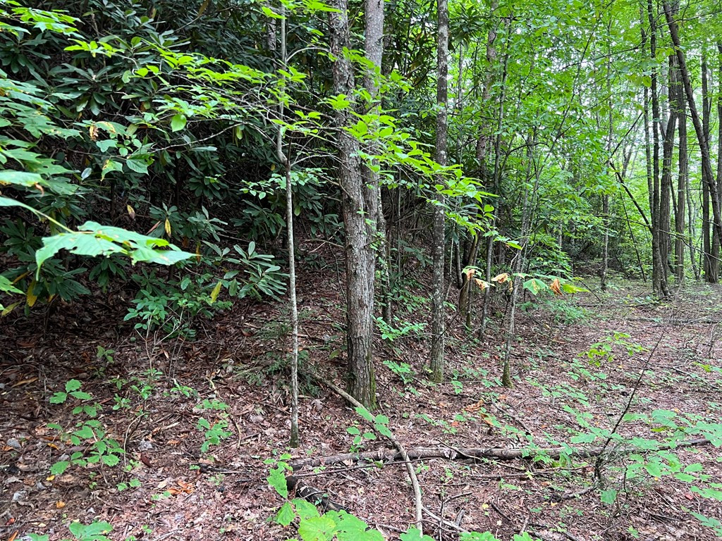 0 Falls Road Andrews, NC 28901 - Photo 13 of 26 Gallery Image 13