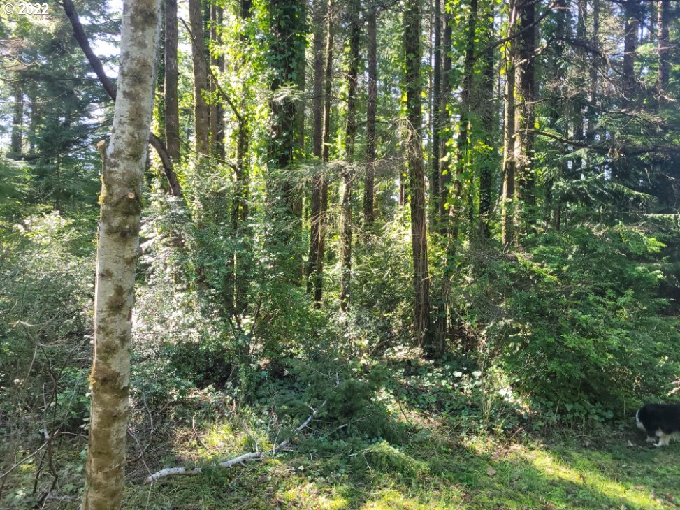 Orchard Rd Port Port Orford, OR 97465 - Photo 5 of 8 Gallery Image 5