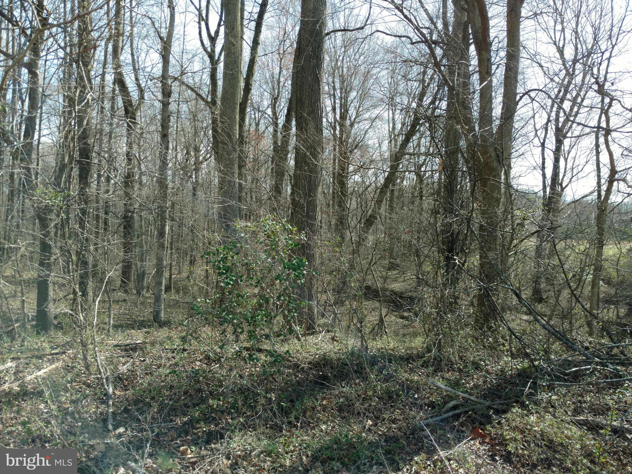 30433 Deep Branch Road Trappe, MD 21673 - Photo 11 of 13 View