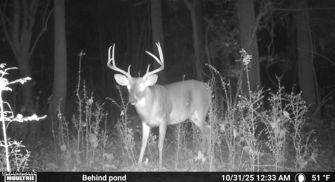 187 West Petros Road Pearl, MS 39208 - Photo 41 of 91 IMG_1575