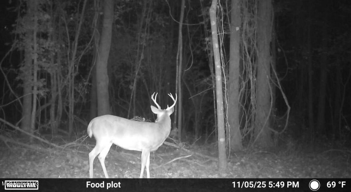 187 West Petros Road Pearl, MS 39208 - Photo 45 of 91 IMG_1563