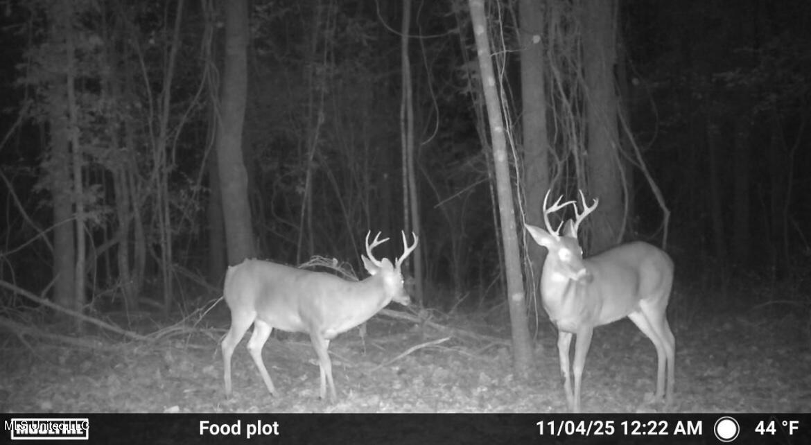 187 West Petros Road Pearl, MS 39208 - Photo 47 of 91 IMG_1566