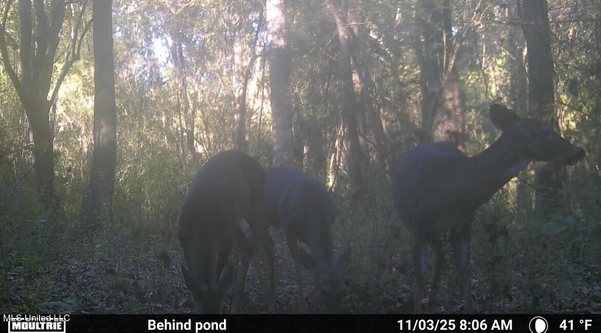 187 West Petros Road Pearl, MS 39208 - Photo 48 of 91 IMG_1567