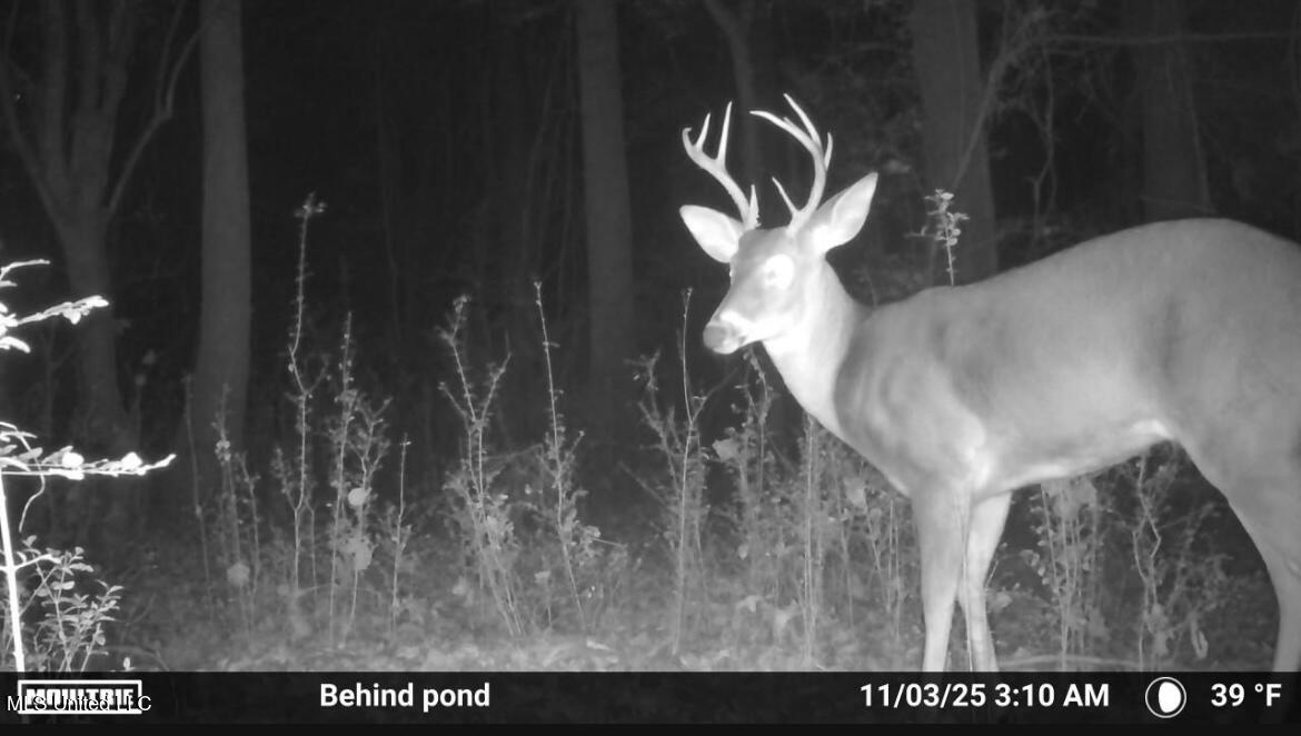 187 West Petros Road Pearl, MS 39208 - Photo 50 of 91 IMG_1569