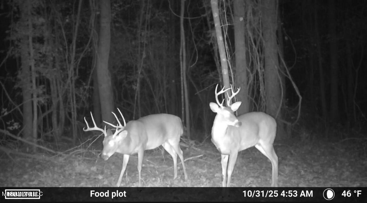 187 West Petros Road Pearl, MS 39208 - Photo 53 of 91 IMG_1573