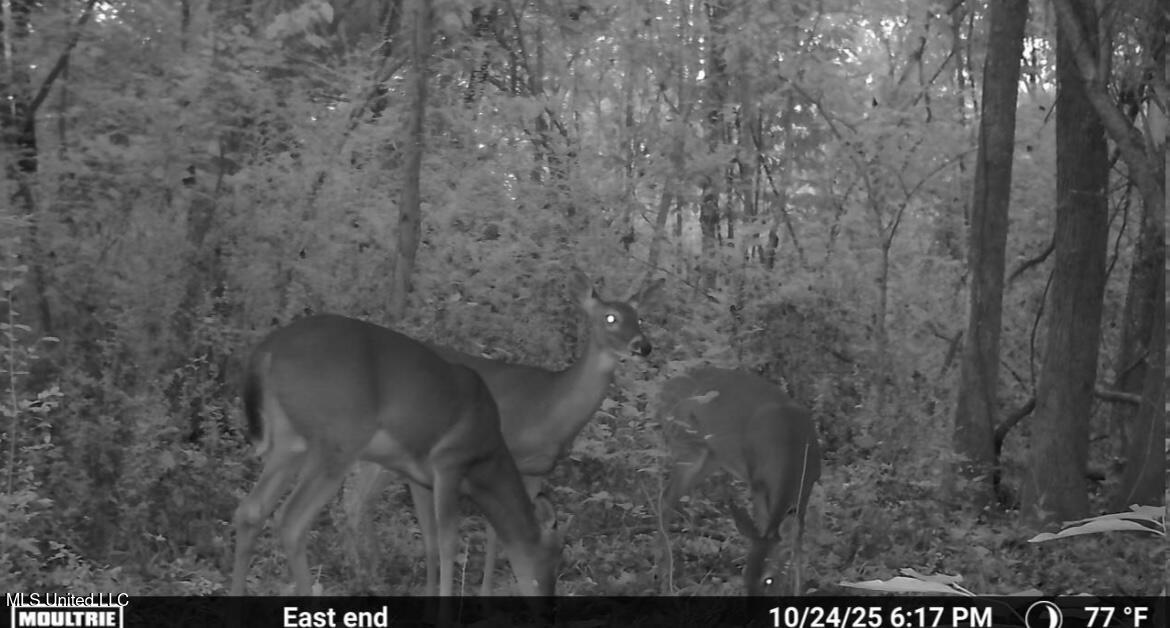 187 West Petros Road Pearl, MS 39208 - Photo 54 of 91 IMG_1576