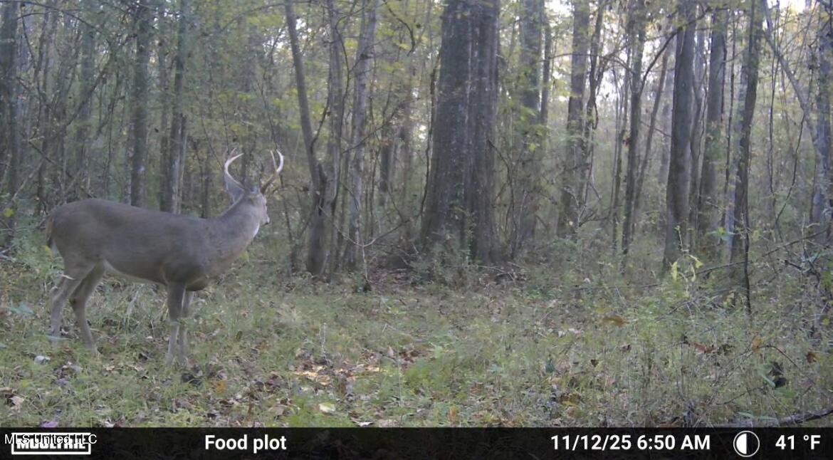 187 West Petros Road Pearl, MS 39208 - Photo 56 of 91 IMG_1557