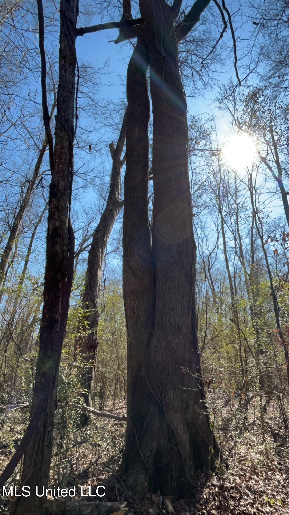 187 West Petros Road Pearl, MS 39208 - Photo 73 of 91 IMG_1657