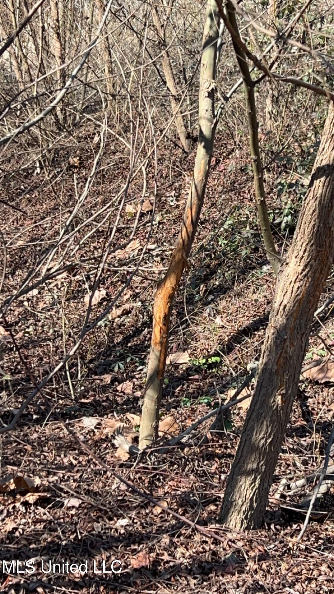 187 West Petros Road Pearl, MS 39208 - Photo 78 of 91 IMG_1662