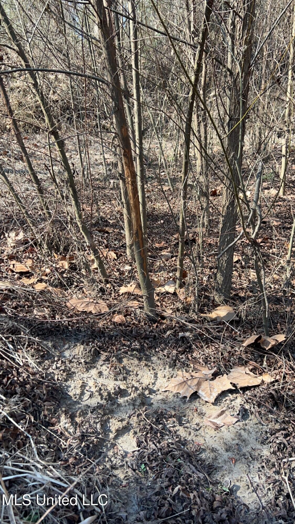 187 West Petros Road Pearl, MS 39208 - Photo 80 of 91 IMG_1665