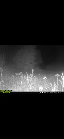 $254,900 | 3826 40th Avenue, Sears, MI 49679