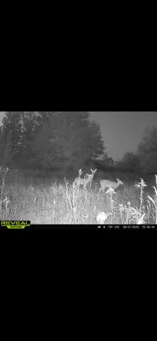 $254,900 | 3826 40th Avenue, Sears, MI 49679