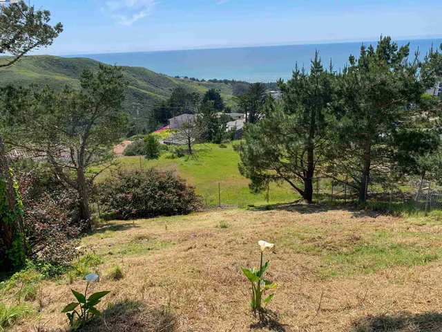 a view of a yard with trees