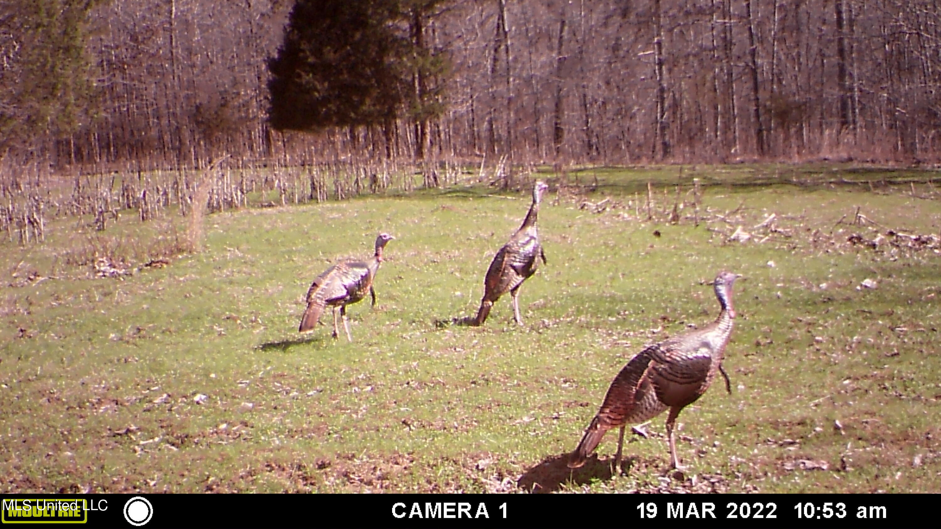 378 Cascilla-Grenada County Road Cascilla, MS 38920 - Photo 1 of 21 MFDC2702