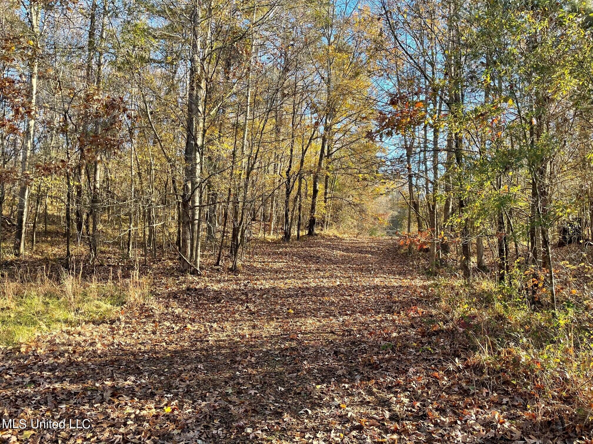 378 Cascilla-Grenada County Road Cascilla, MS 38920 - Photo 12 of 21 4