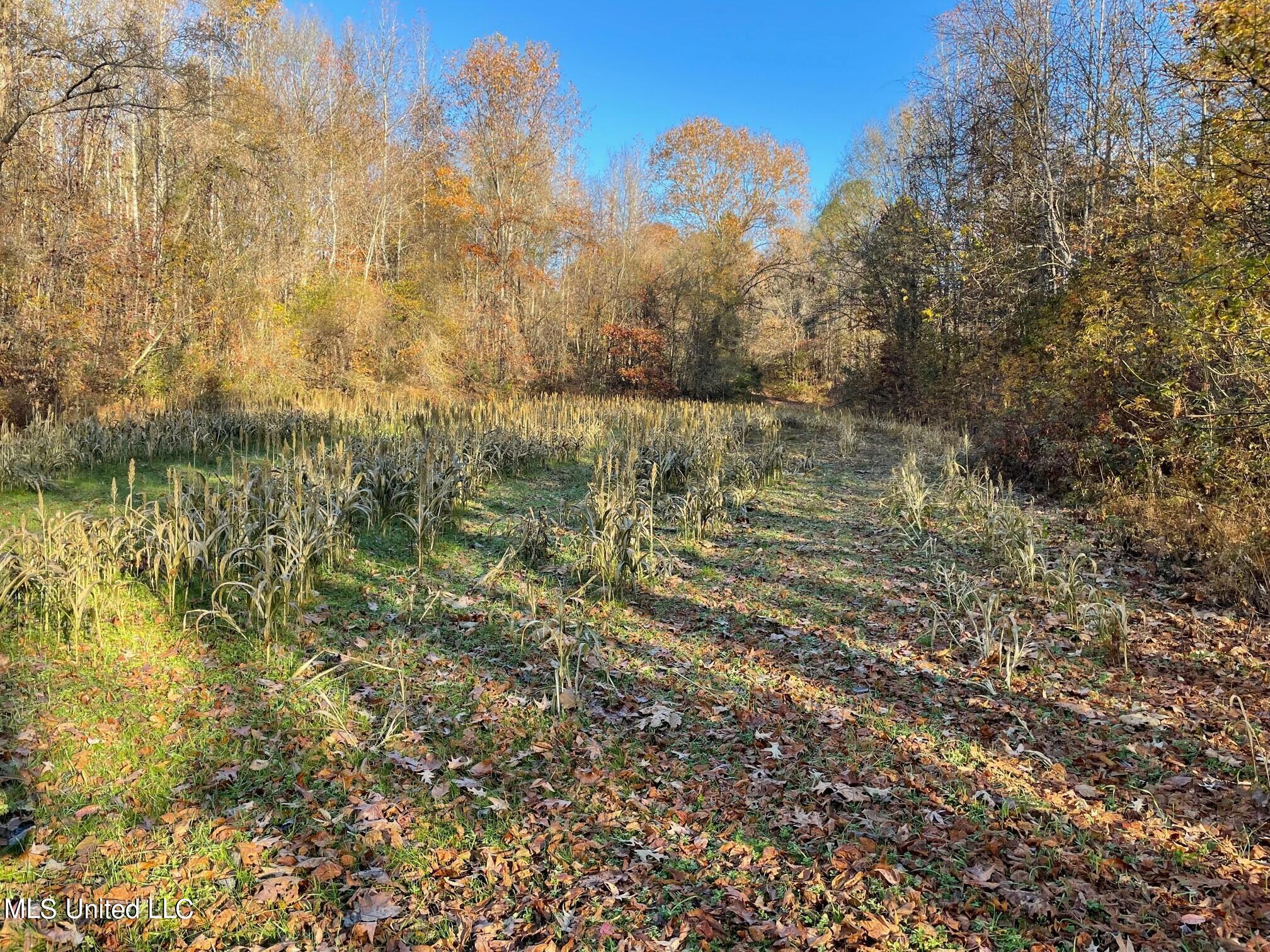 378 Cascilla-Grenada County Road Cascilla, MS 38920 - Photo 15 of 21 7