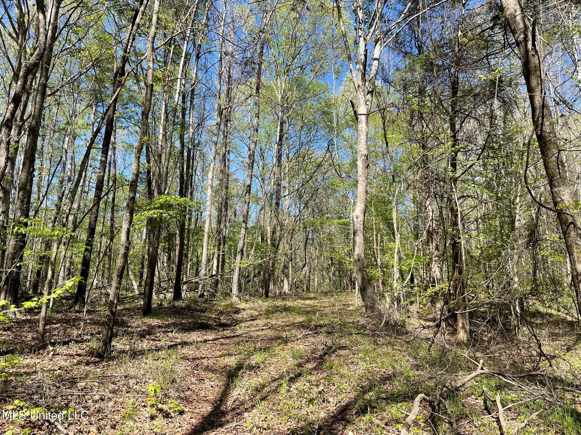378 Cascilla-Grenada County Road Cascilla, MS 38920 - Photo 4 of 21 23