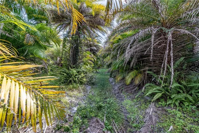 a view of a yard with plants