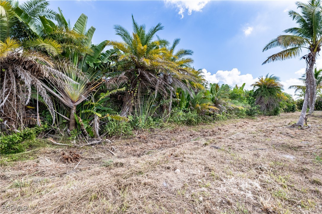 12549 Tiffany Road Bokeelia, FL 33922 - Photo 3 of 17 a view of plants and trees in the background