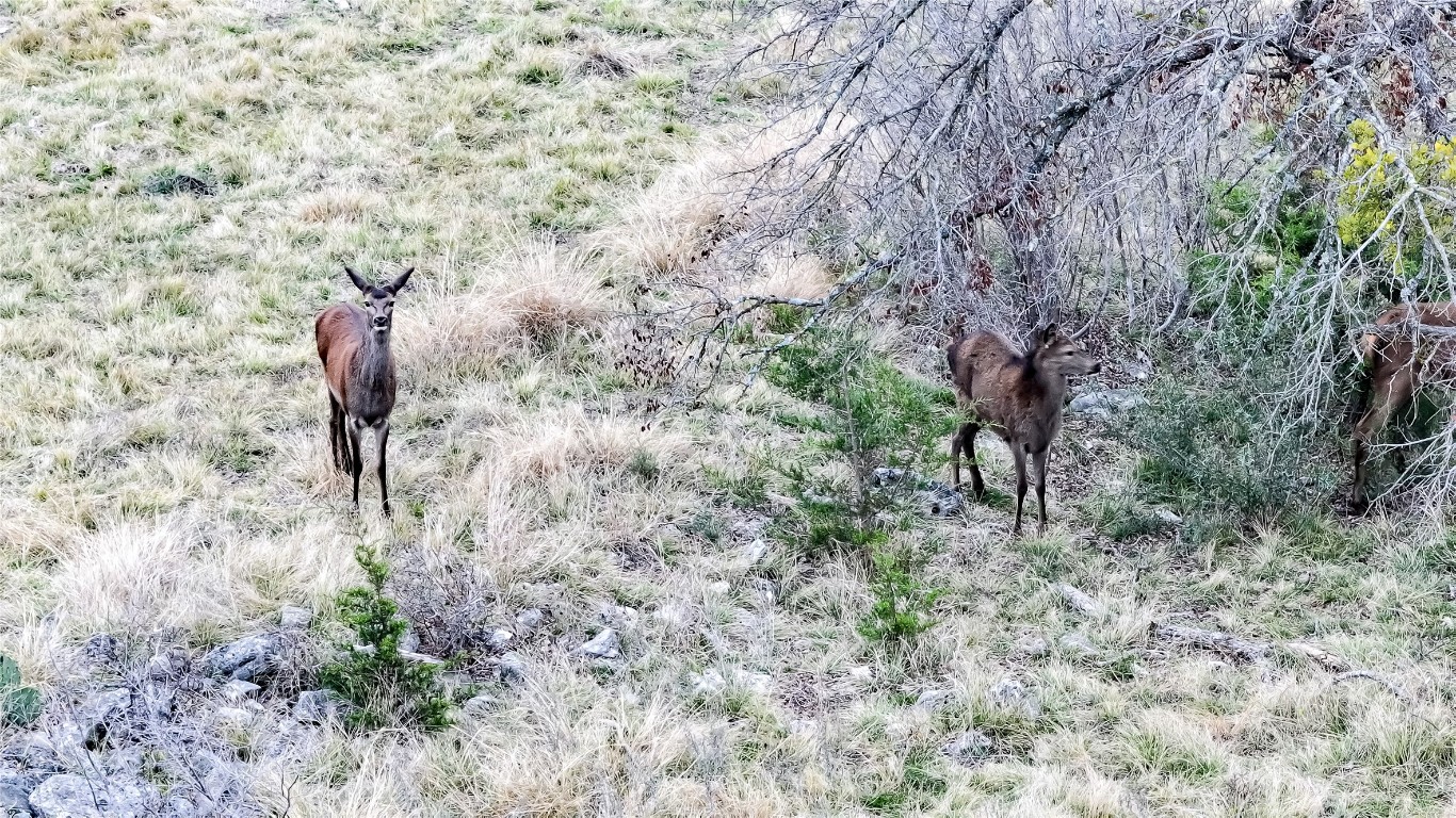 405 Heartleaf Drive Lampasas, TX 76550 - Photo 7 of 10 a backyard of a house
