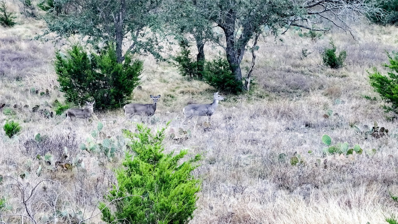 405 Heartleaf Drive Lampasas, TX 76550 - Photo 8 of 10 a view of a yard with plants and a large tree