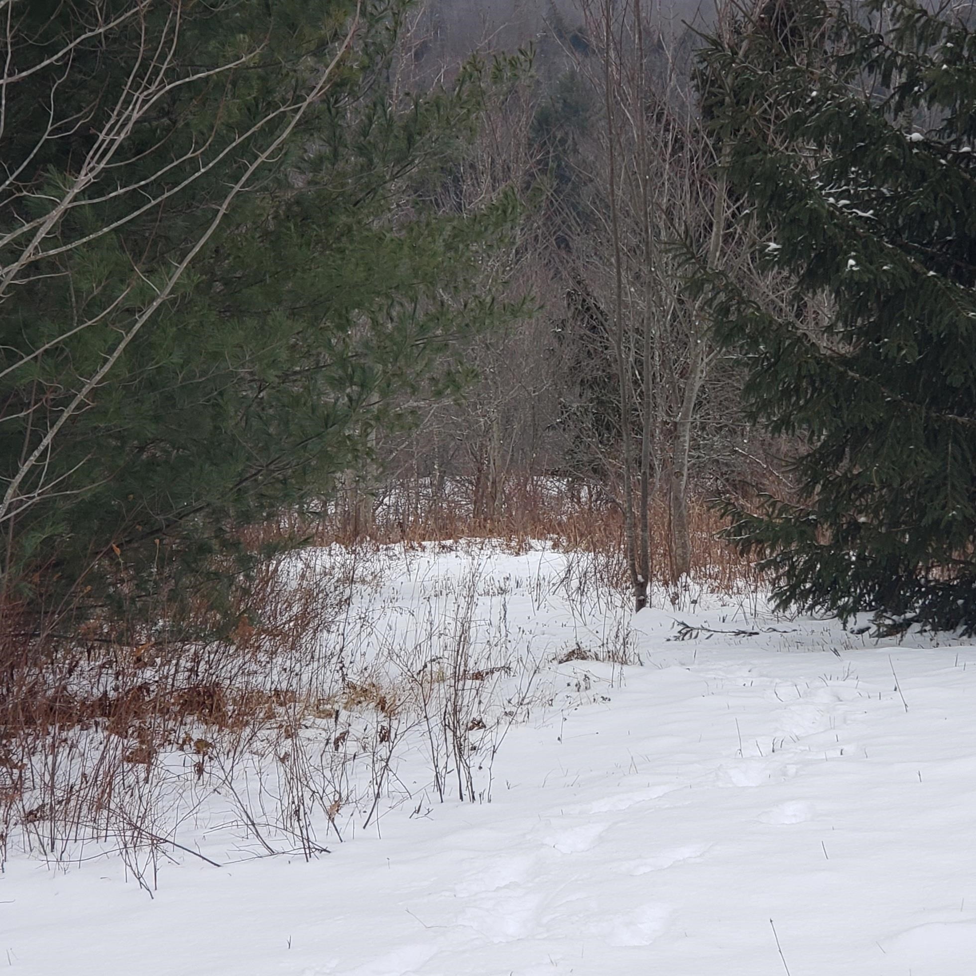 211 Old Deuso Road Eden, VT 05652 - Photo 4 of 14