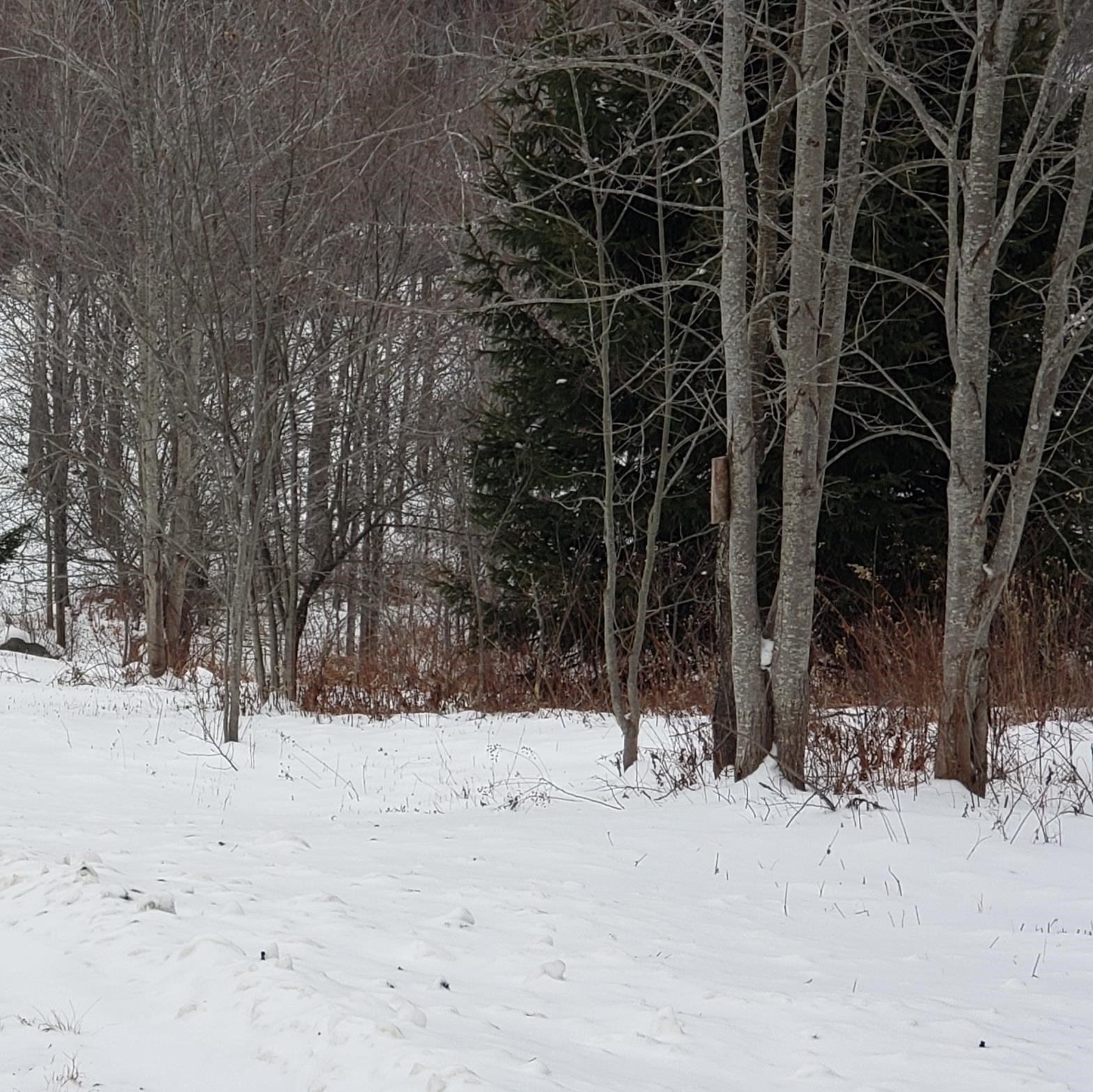211 Old Deuso Road Eden, VT 05652 - Photo 5 of 14