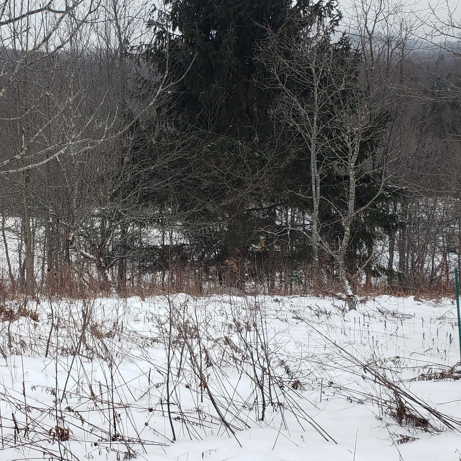 211 Old Deuso Road Eden, VT 05652 - Photo 7 of 14