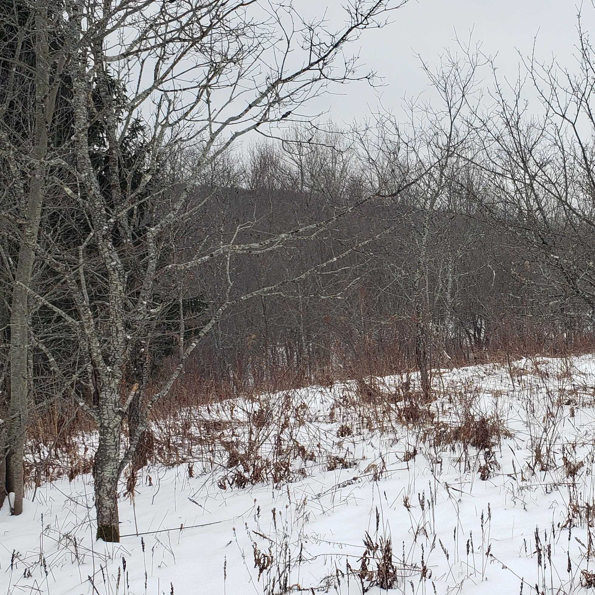 211 Old Deuso Road Eden, VT 05652 - Photo 10 of 14