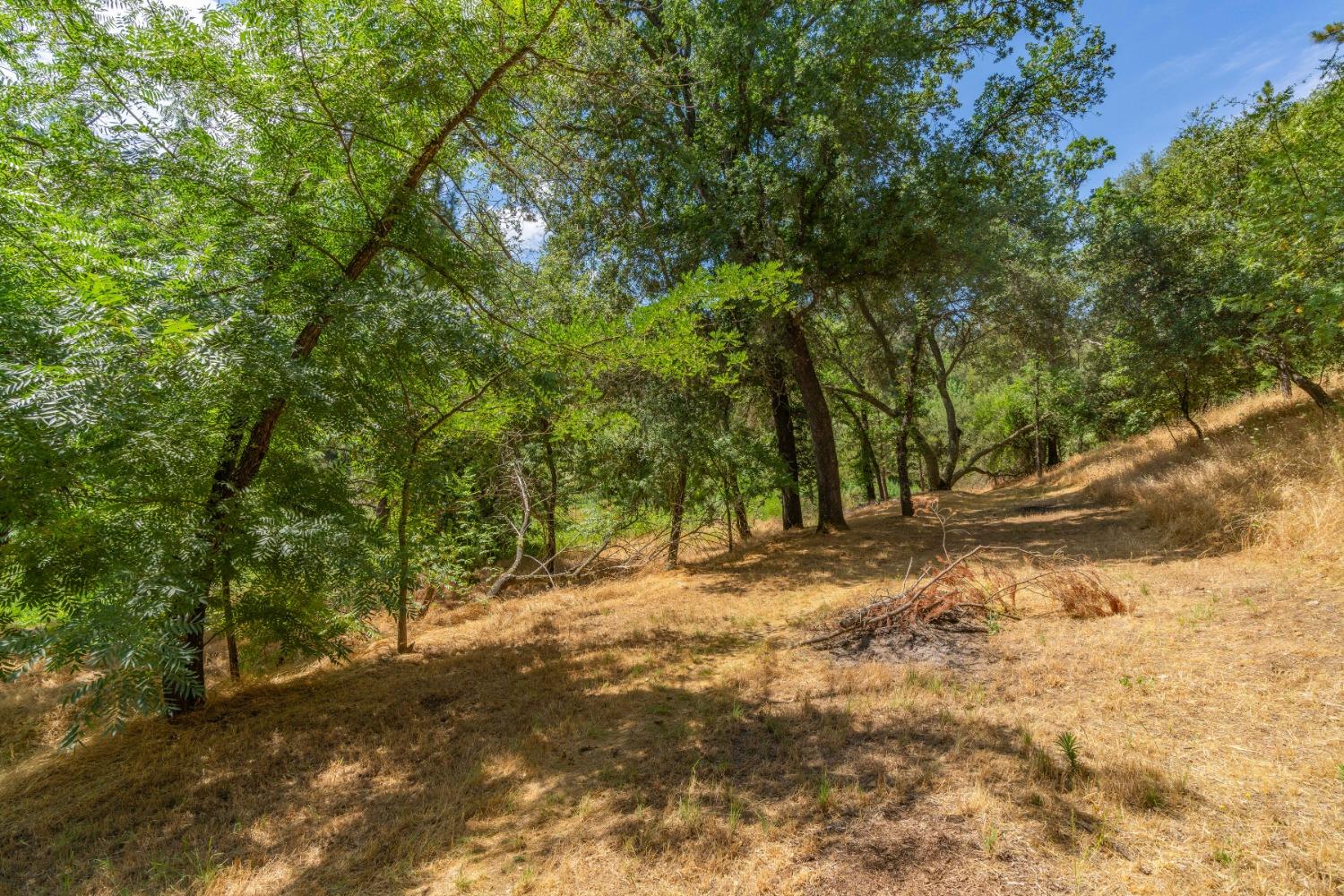 0 Sutter Creek Road Sutter Creek, CA 95685 - Photo 11 of 23 a view of a yard with a tree