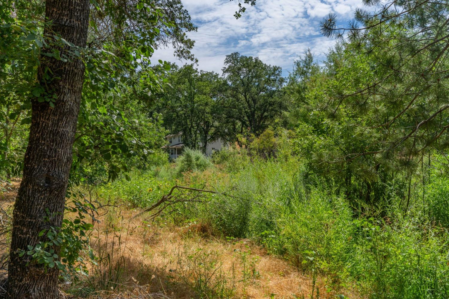 0 Sutter Creek Road Sutter Creek, CA 95685 - Photo 22 of 23 a view of a yard with a tree