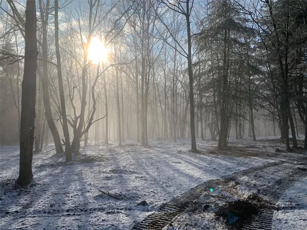 a view of backyard with large trees