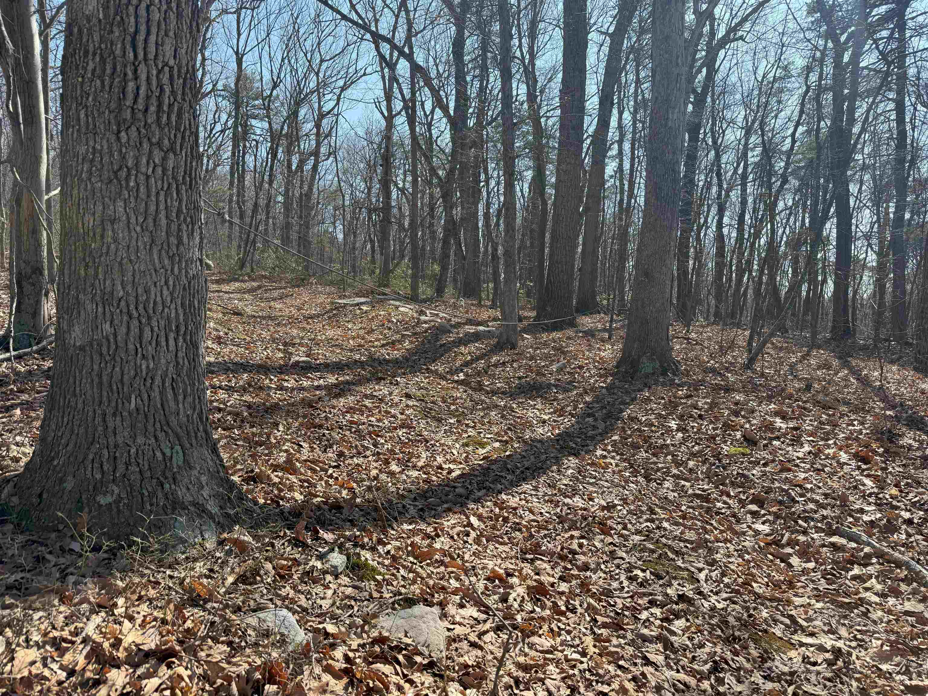 Tbd Shotgun Spring Road New Market, VA 22844 - Photo 17 of 27 a view of a backyard with large trees