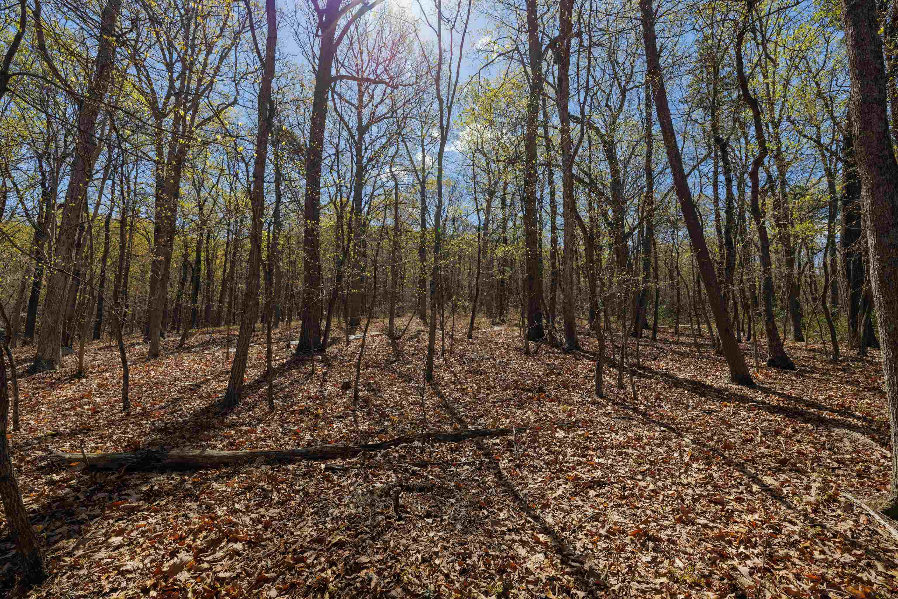 Tbd Shotgun Spring Road New Market, VA 22844 - Photo 5 of 27 a view of a backyard with large trees