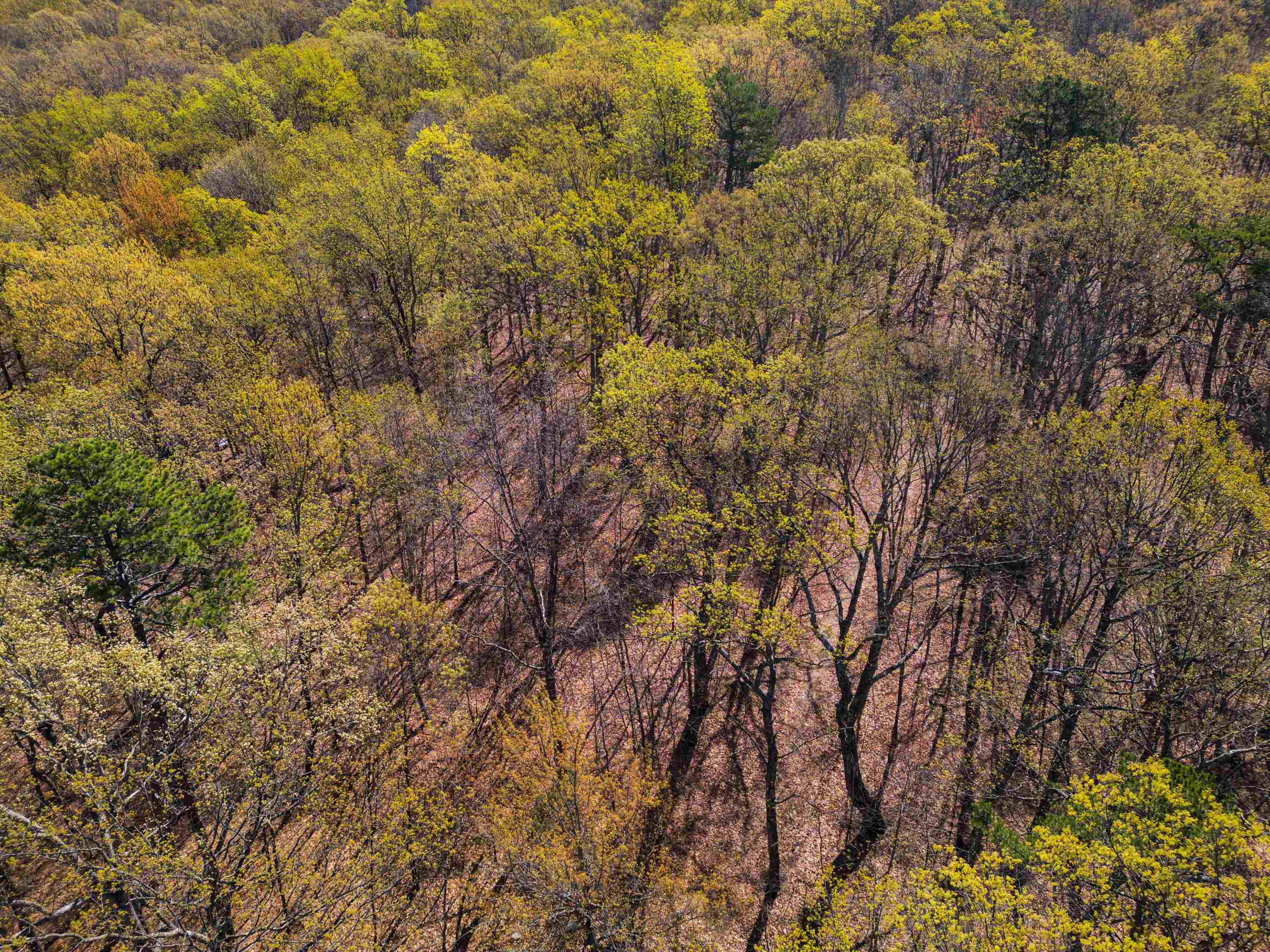 Tbd Shotgun Spring Road New Market, VA 22844 - Photo 9 of 27 a view of a yard
