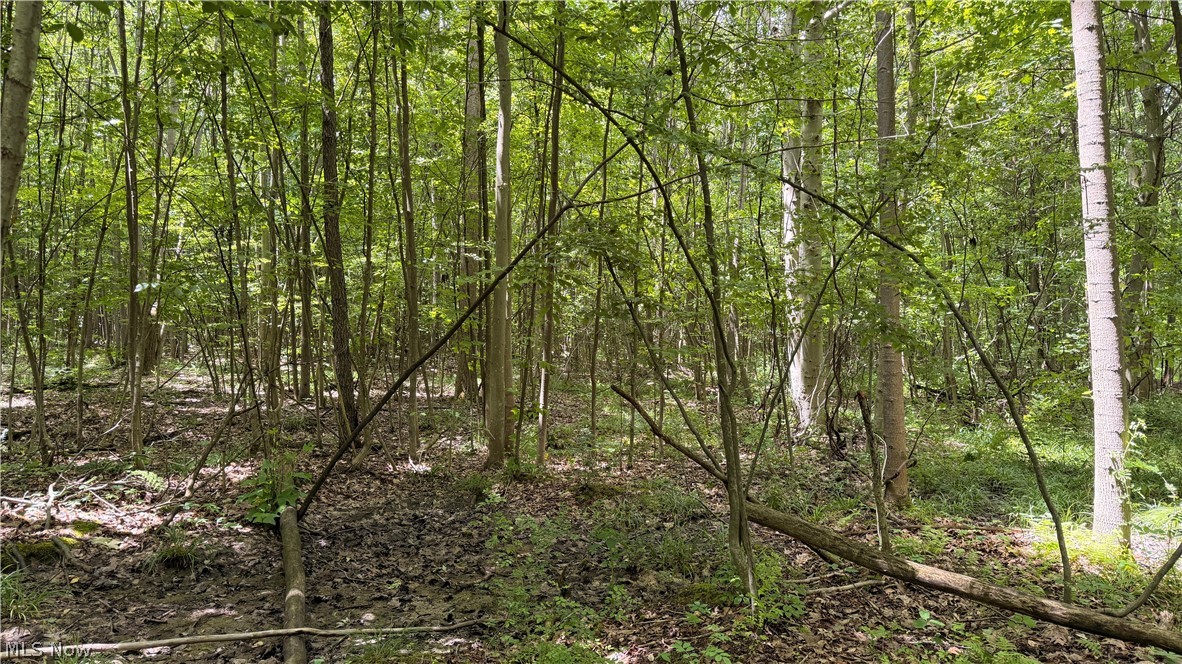 Crosby Cook Road Rome, OH 44085 - Photo 10 of 48 Wooded parcel featuring mature deciduous trees and natural ground cover
