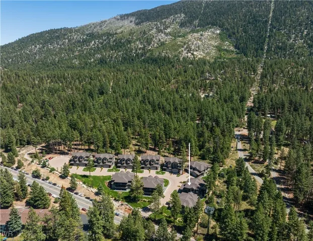 a view of a forest with a tree