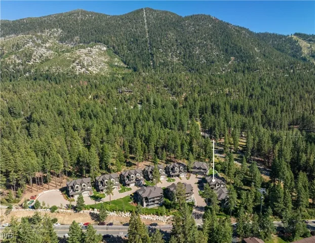 a view of a forest with a tree