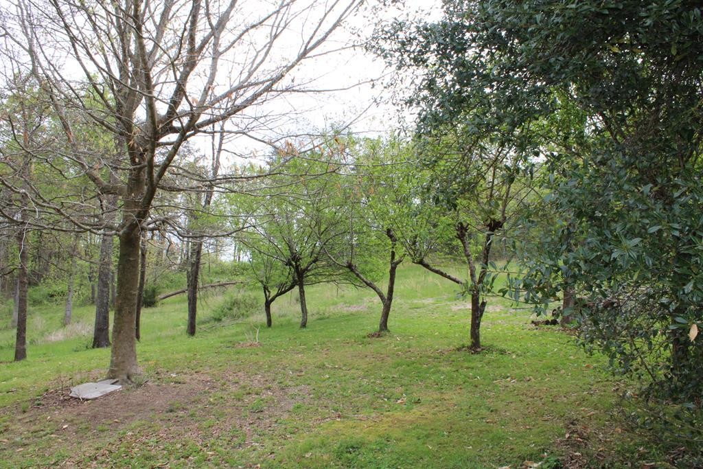 934 Shipley Cemetary Road Sale Creek, TN 37373 - Photo 27 of 31 Gallery Image 27